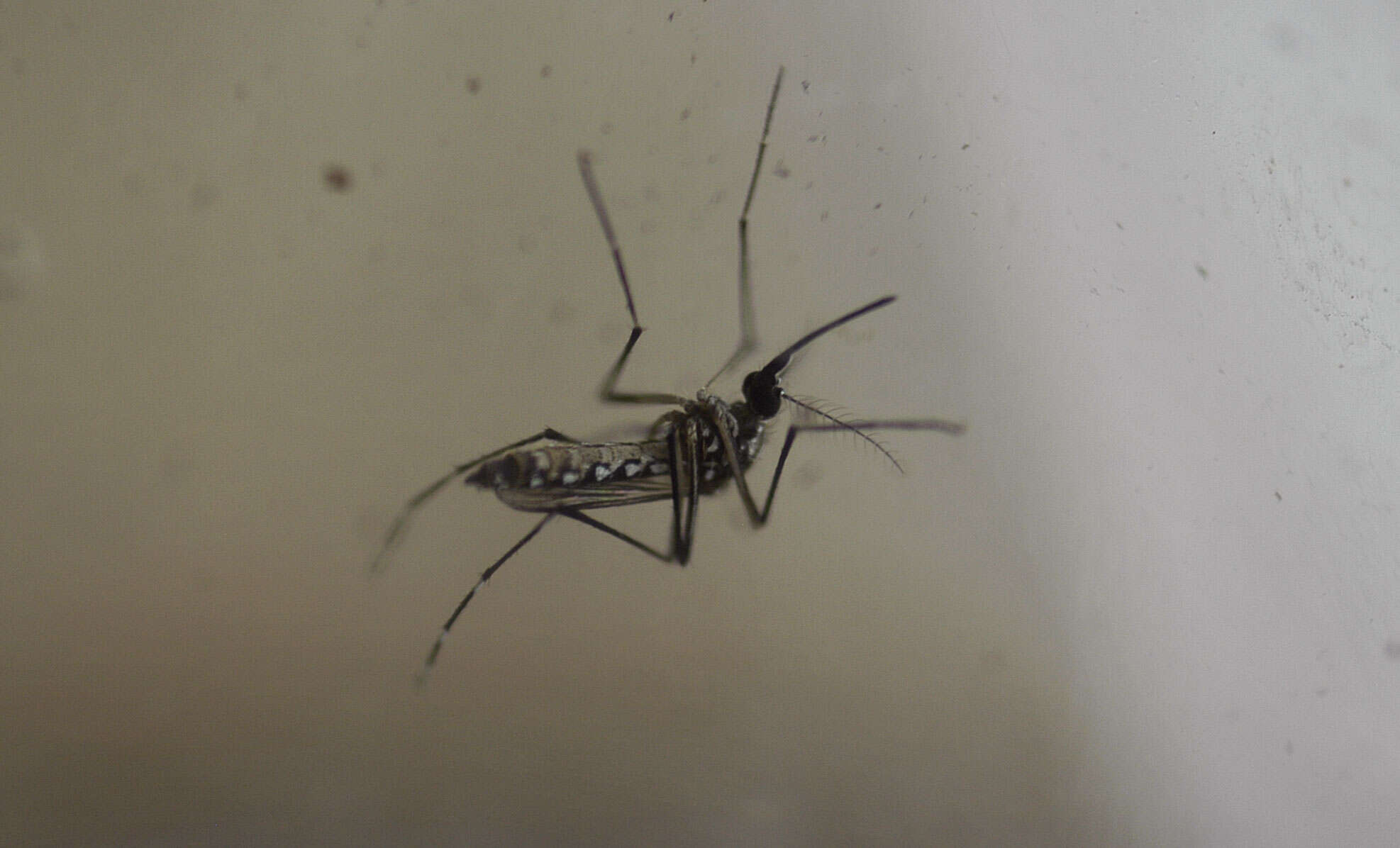 Image of Dengue fever mosquito