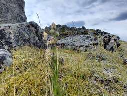 Image of arctic catchfly