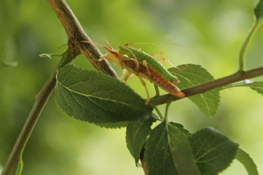 Image of Timema