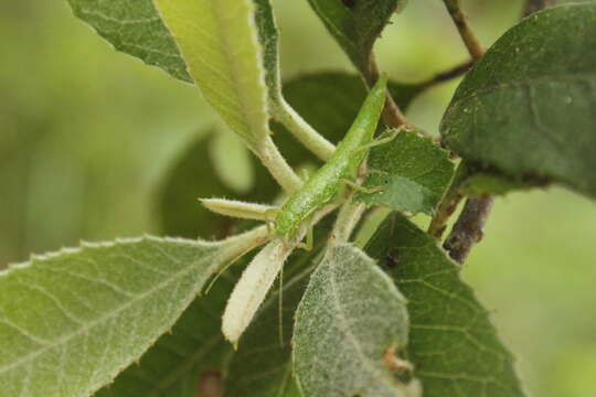 Image of timema walkingsticks