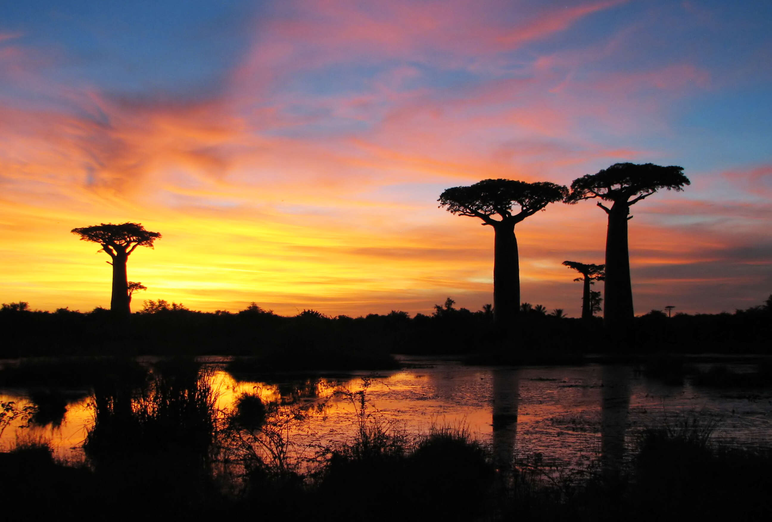 Image de Adansonia grandidieri Baill.