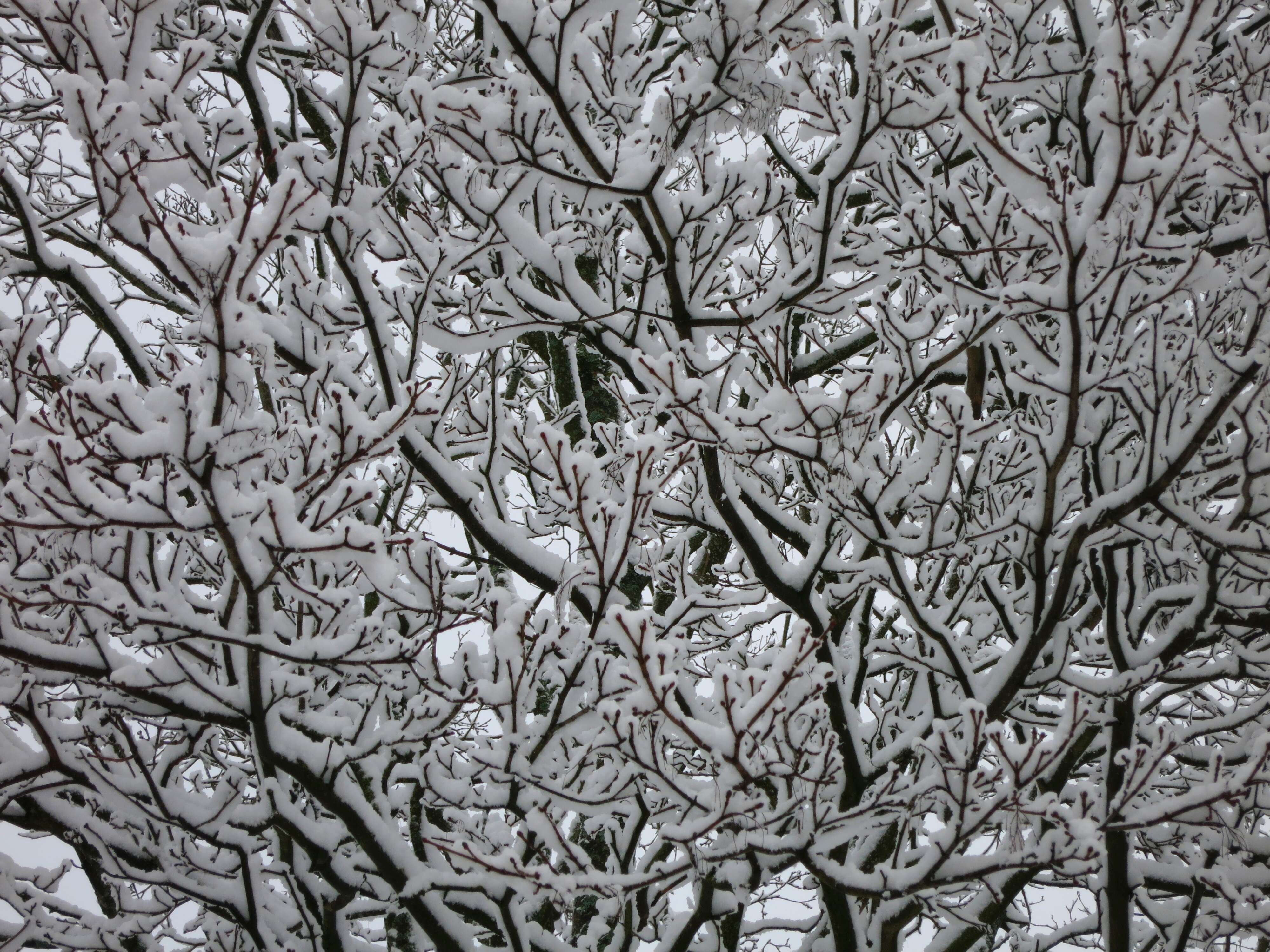 Image of Norway Maple