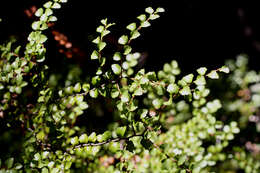 Image de Nothofagus menziesii (Hook. fil.) Oerst.