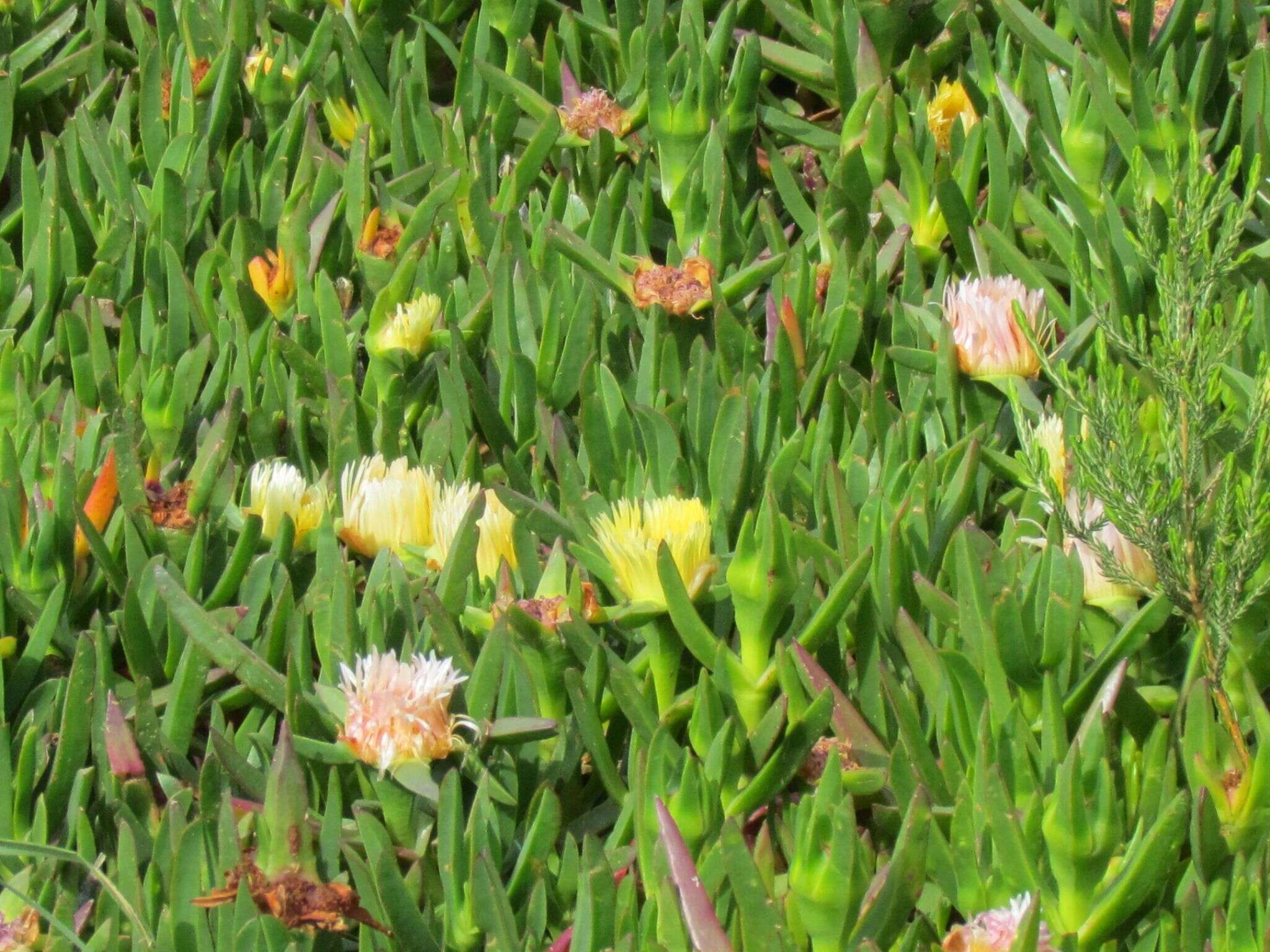 Слика од Carpobrotus edulis subsp. edulis