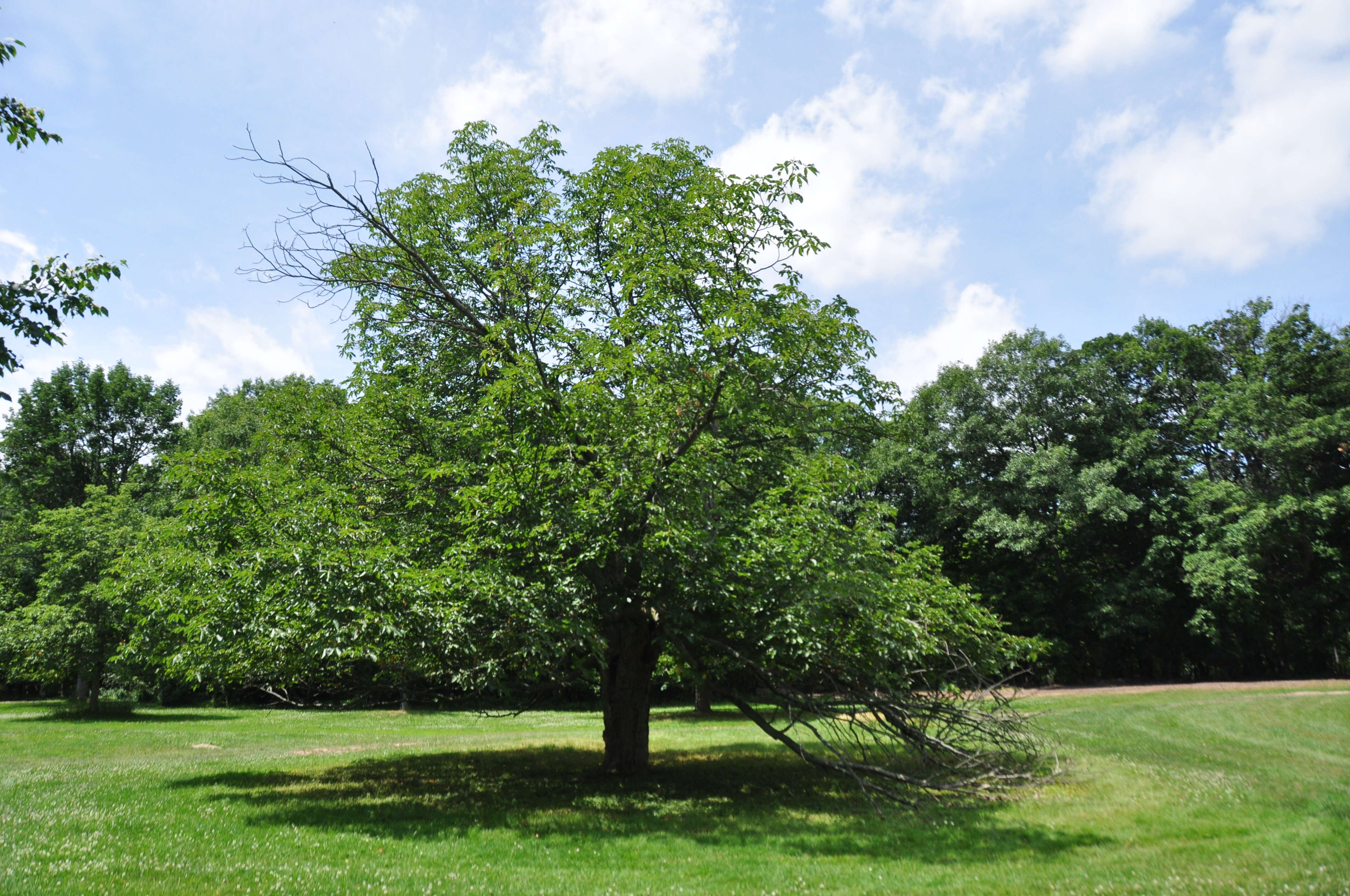 Image of red horse-chestnut