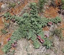 Image of devil's claw