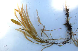 Image of American Pondweed