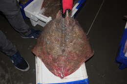 Image of Blonde Ray