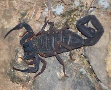 Image of Florida Bark Scorpion