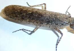 Image of bark mantises