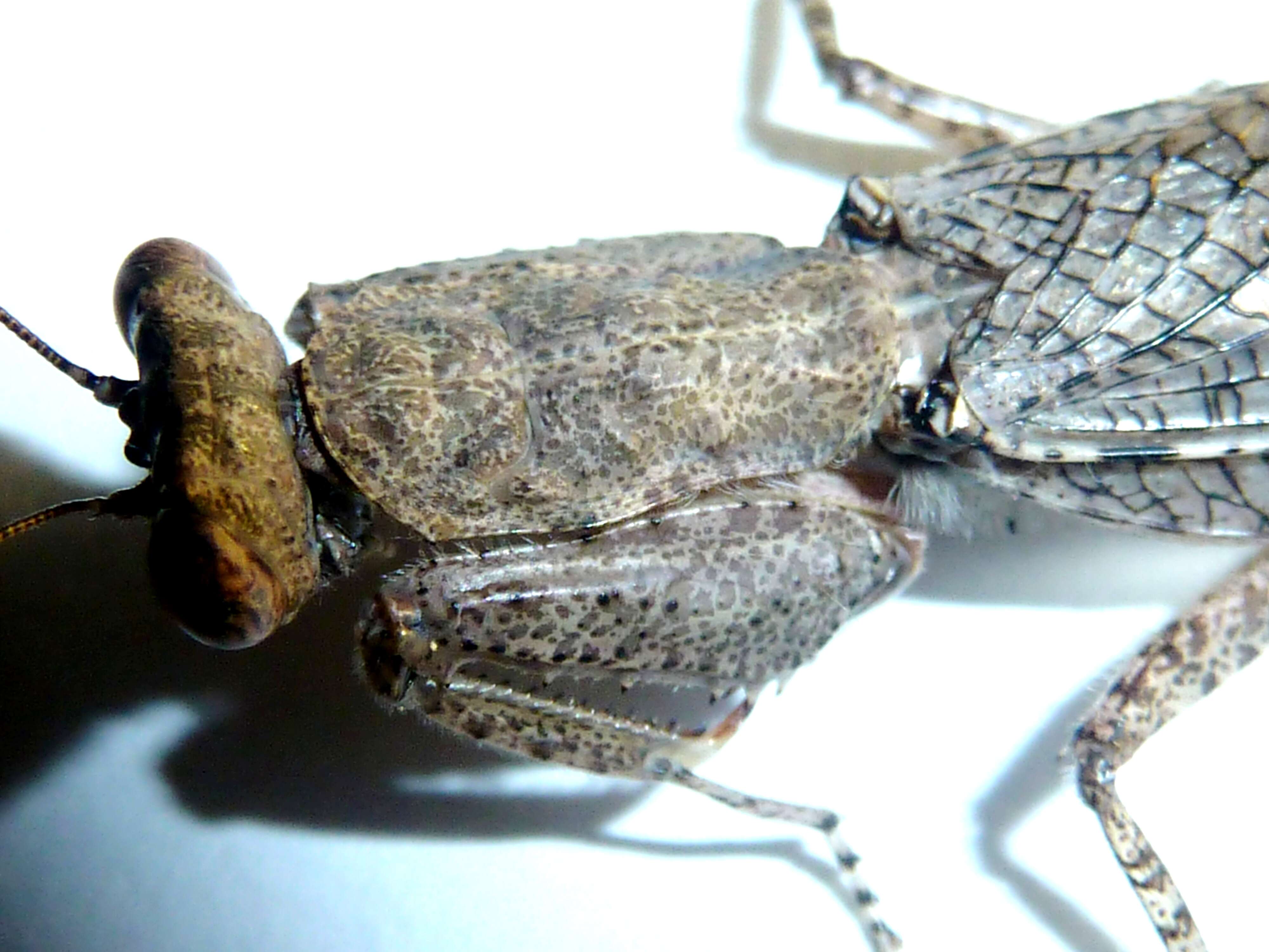 Image of bark mantises