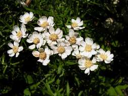 Image of Sneezeweed