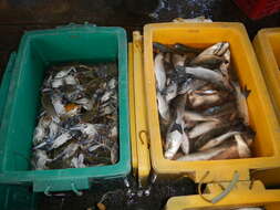 Image of Pacific blue swimming crab