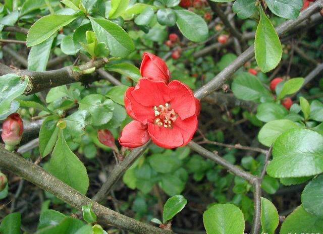 Слика од Chaenomeles japonica (Thunb.) Lindl. ex Spach