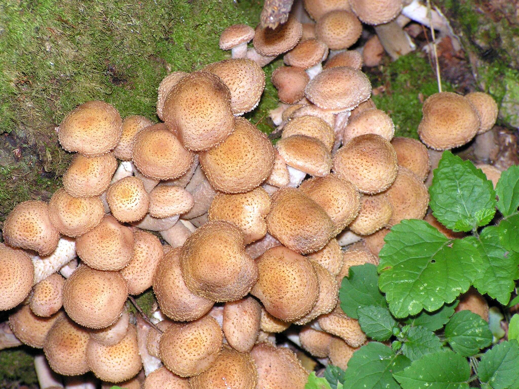 Image of Honey Fungus