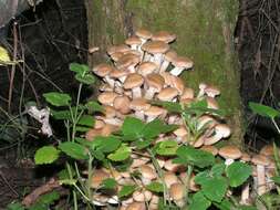 Image of Honey Fungus