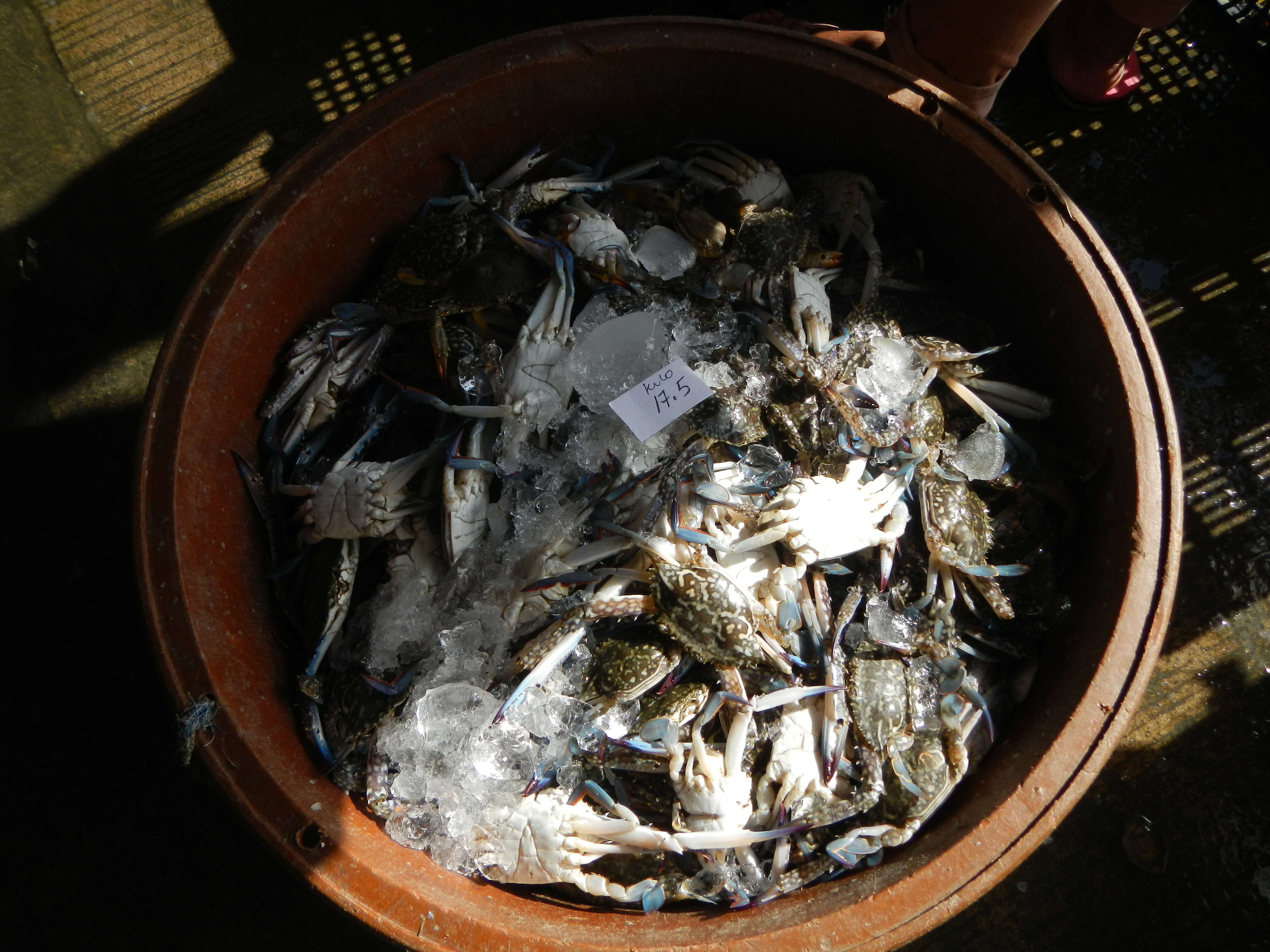 Image of Pacific blue swimming crab