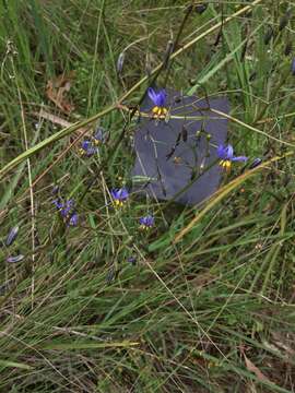 Image of Dianella revoluta var. revoluta