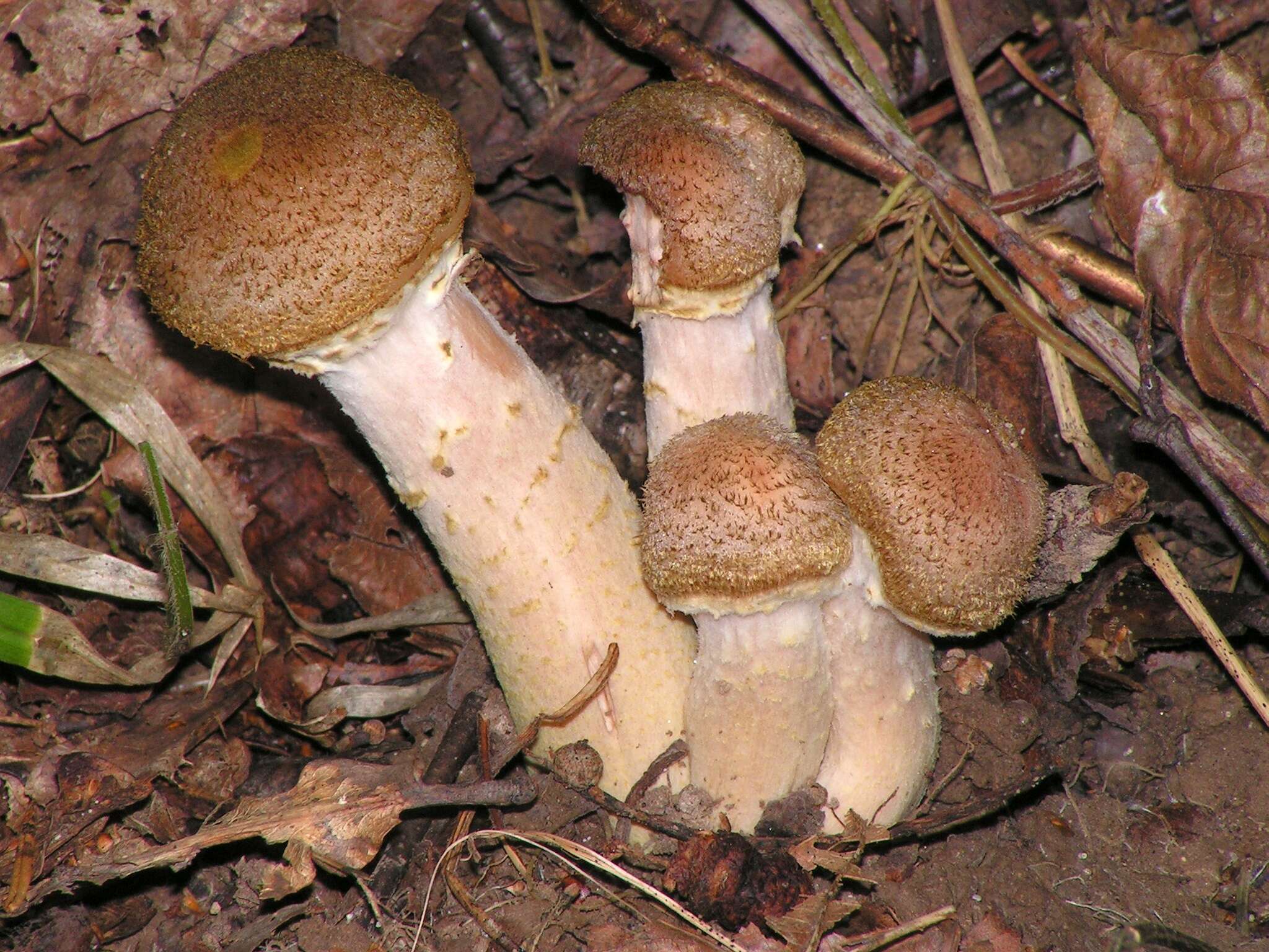 Image of Honey Fungus