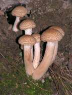 Image of Honey Fungus