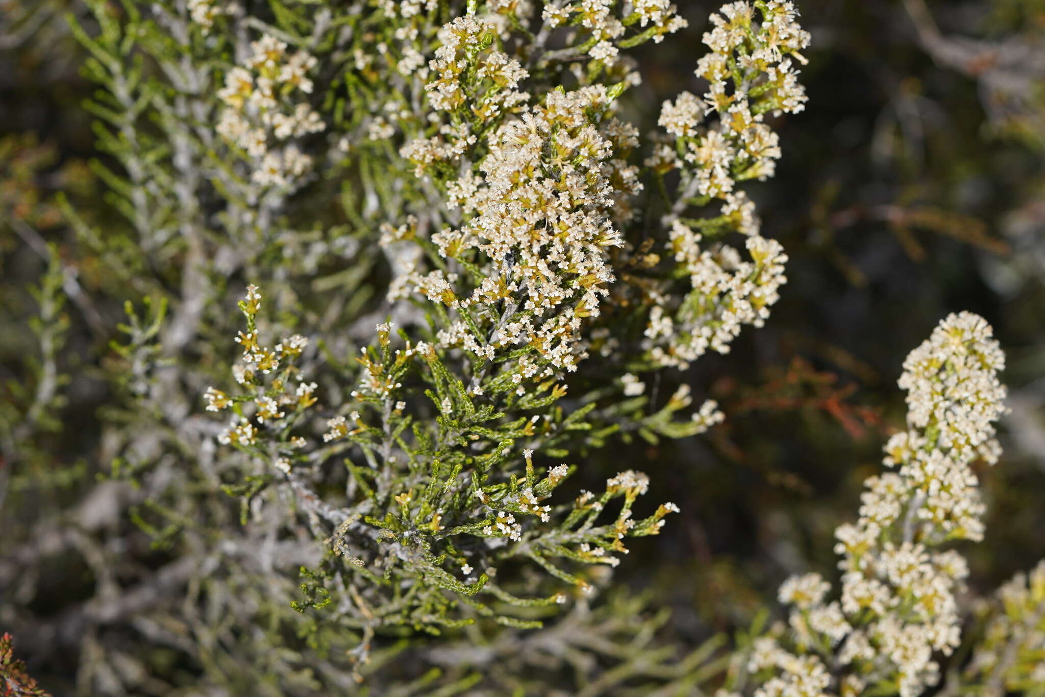 Image de Ozothamnus cupressoides Puttock & D. J. Ohlsen