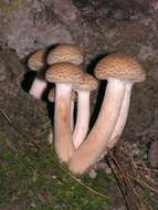 Image of Honey Fungus