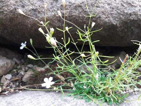 Image of Heliosperma pusillum (Waldst. & Kit.) Rchb.