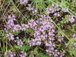 Thymus bashkiriensis Klokov & Des.-Shost. resmi