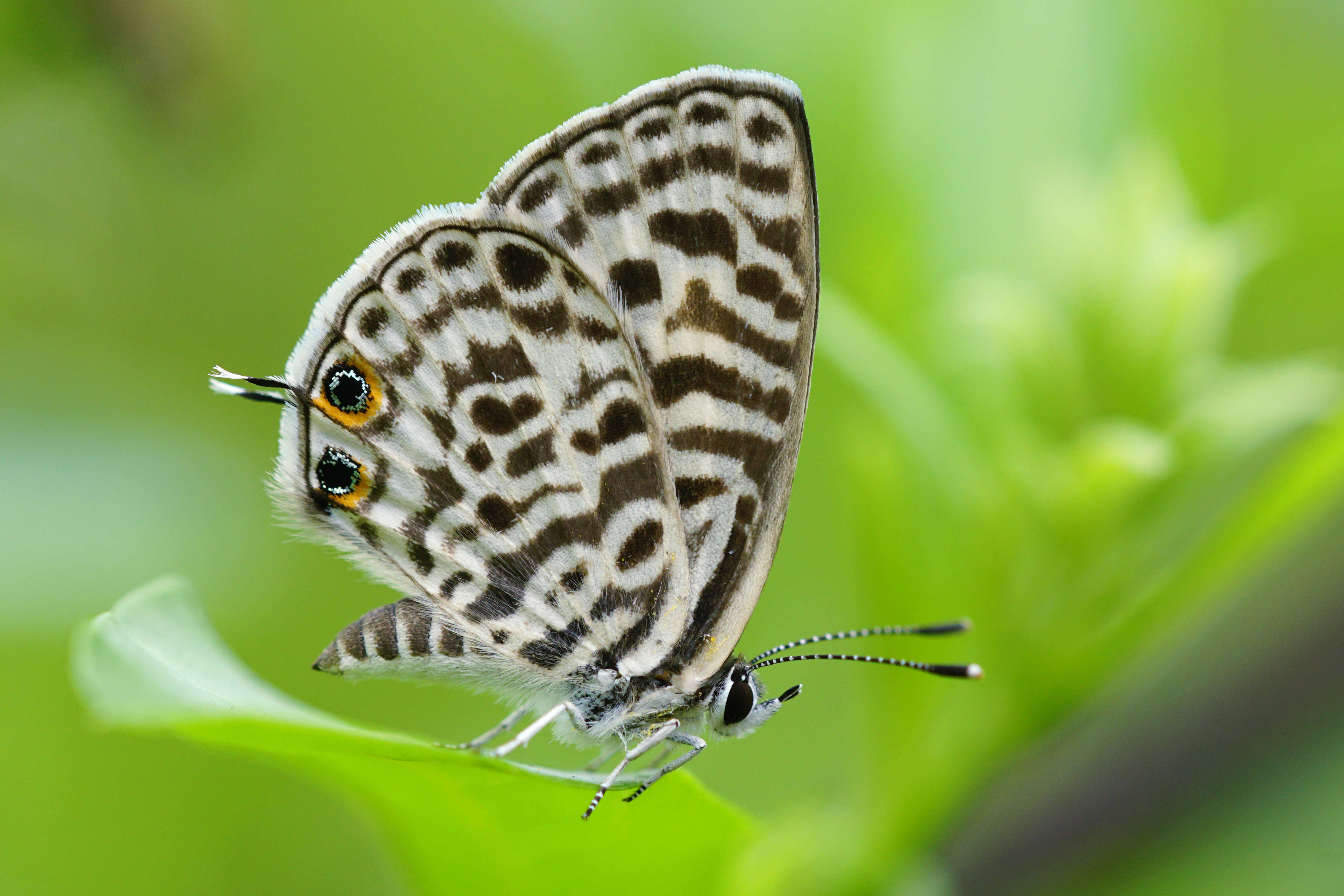 Image of Leptotes plinius