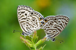 Image of Leptotes plinius