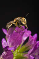 Image of Alfalfa Leafcutter Bee