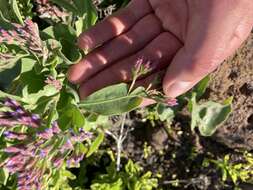 Image of Limonium imbricatum (Webb ex Girard) Hubbard ex L. H. Bailey