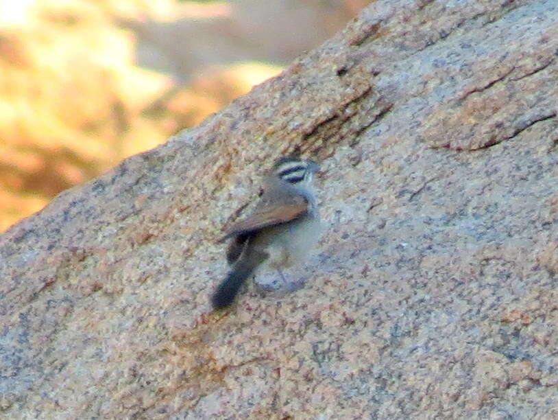 Image of Emberiza capensis bradfieldi (Roberts 1928)