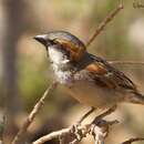 Image of Socotra Sparrow