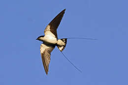 Image of Wire-tailed Swallow