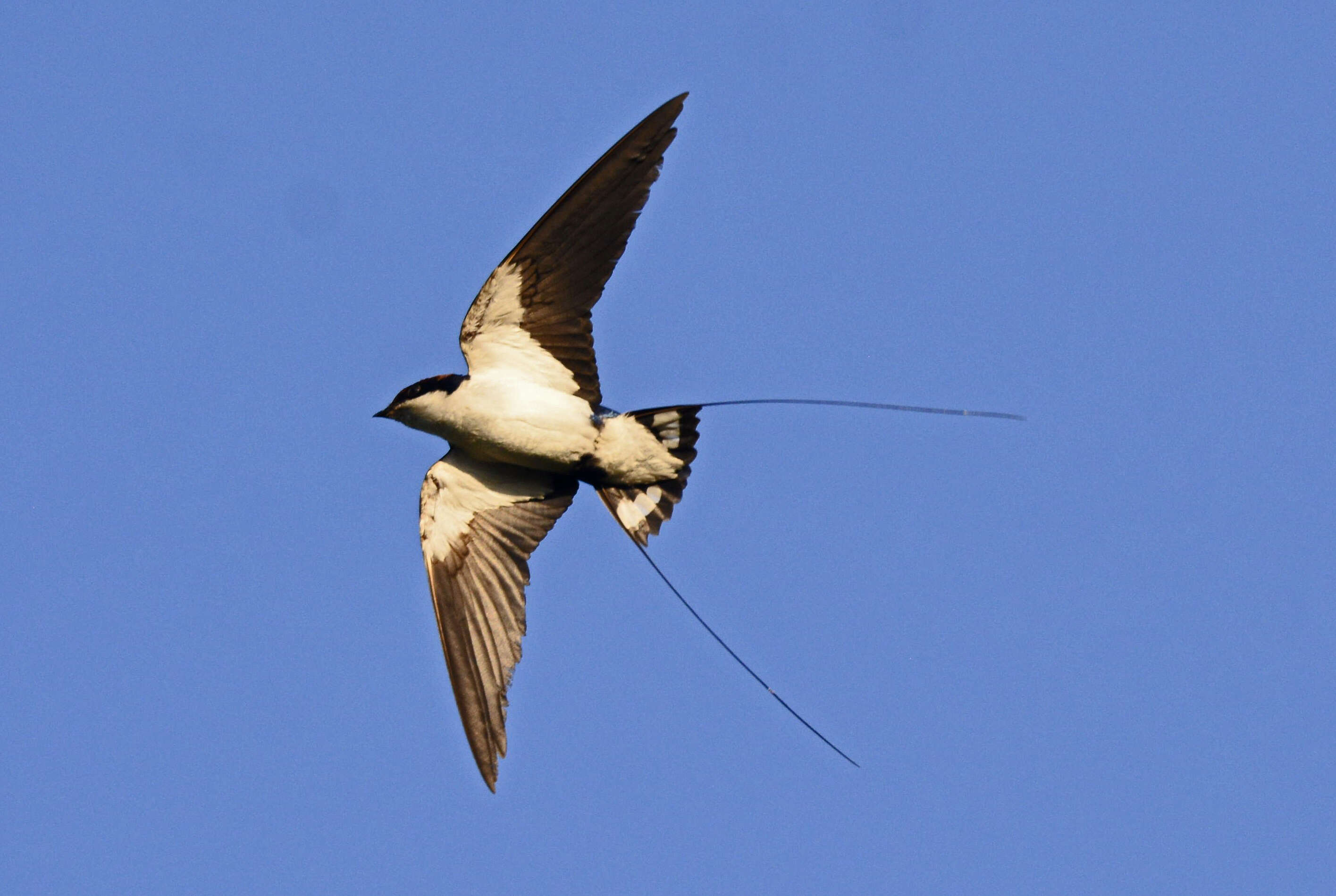 Image of Wire-tailed Swallow