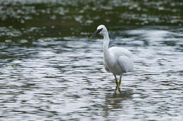 Egretta sacra albolineata (Gray & GR 1859)的圖片