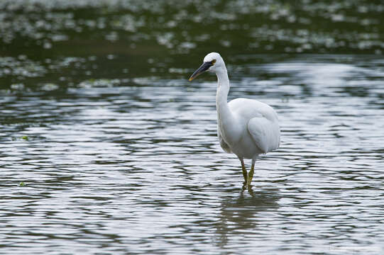 Image de Egretta sacra albolineata (Gray & GR 1859)