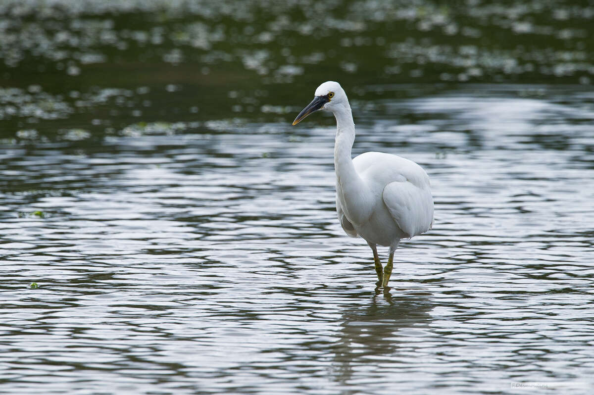 Egretta sacra albolineata (Gray & GR 1859)的圖片