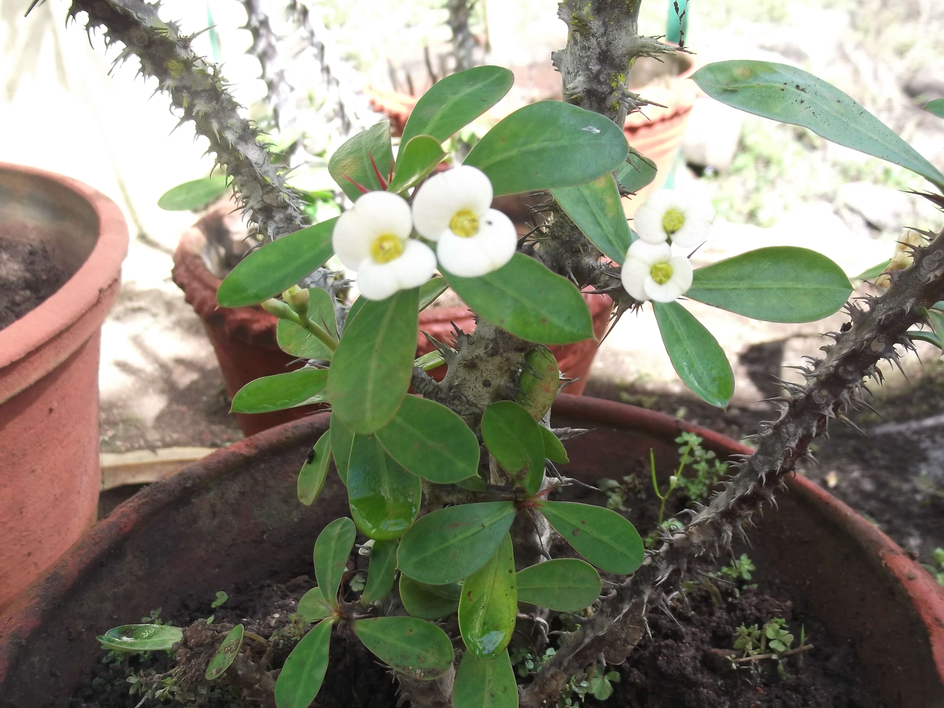 Euphorbia lophogona Lam. resmi