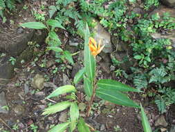 Image of parakeetflower