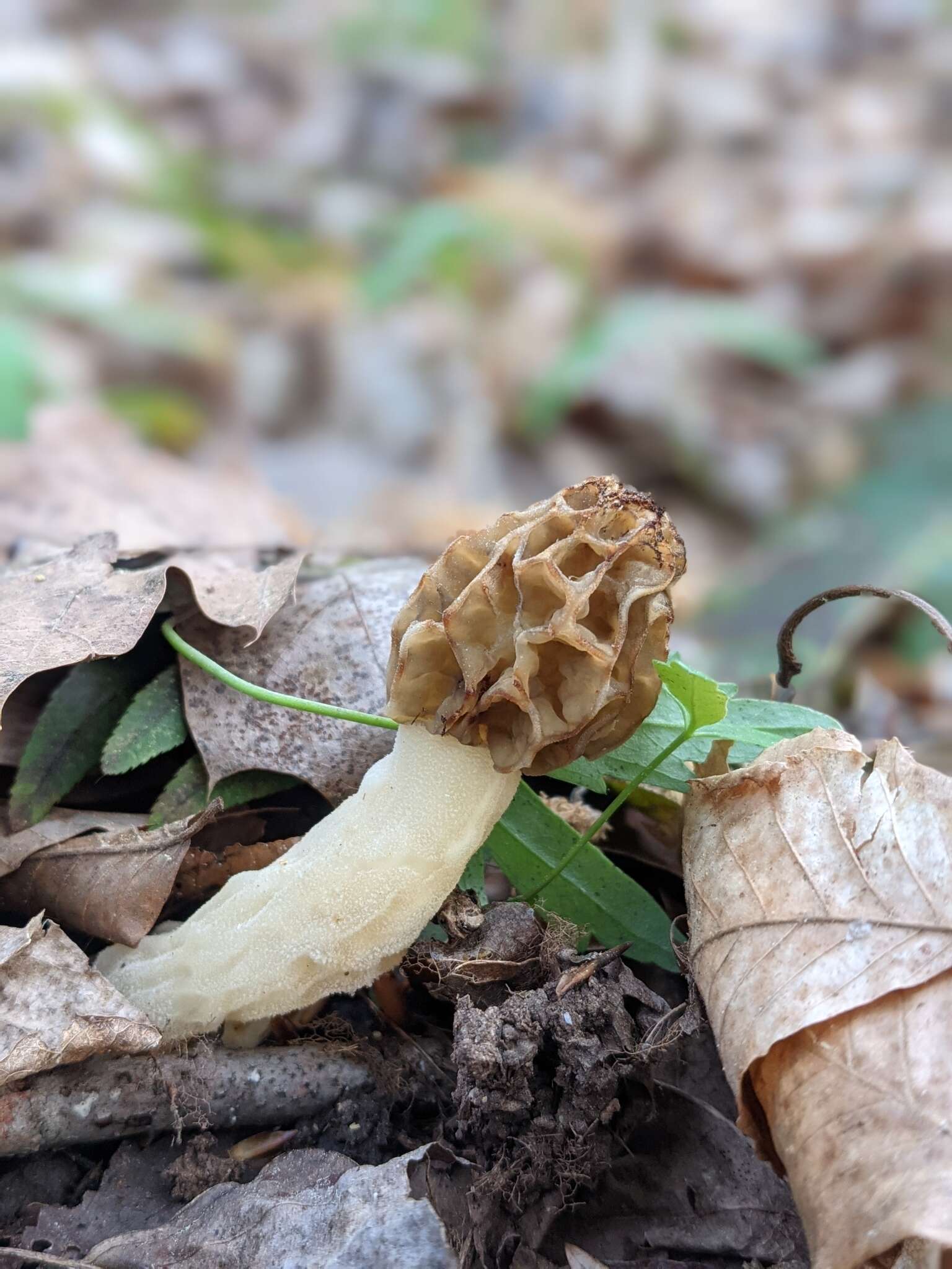 Image of Morchella diminutiva M. Kuo, Dewsbury, Moncalvo & S. L. Stephenson 2013