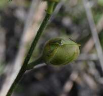 Слика од Crotalaria brevis Domin