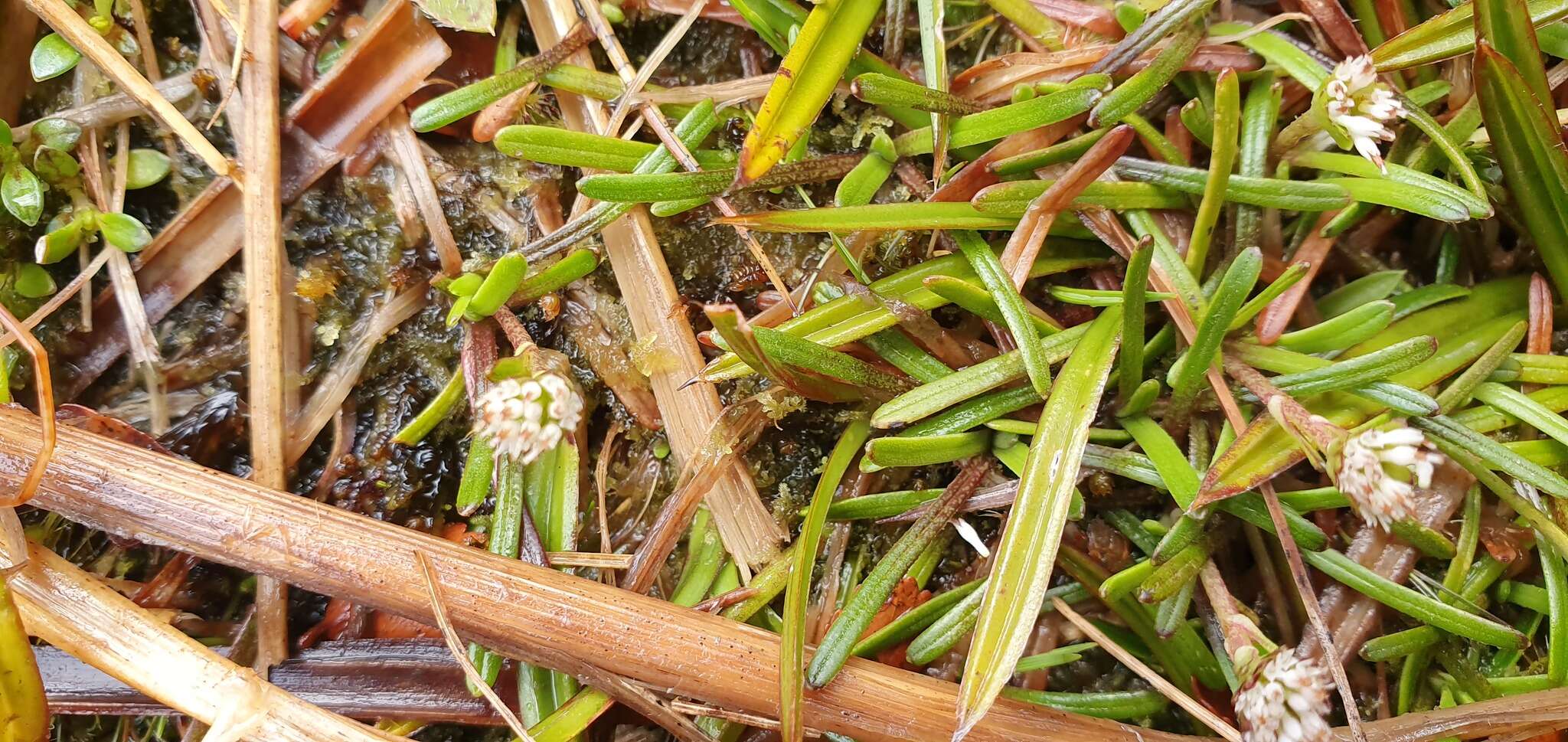 Image of Abrotanella linearis Bergg.