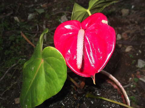 Image de Anthurium andraeanum Linden ex André