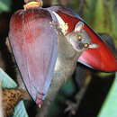 Image of Northern Giant Mouse Lemur