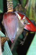 Image of Northern Giant Mouse Lemur