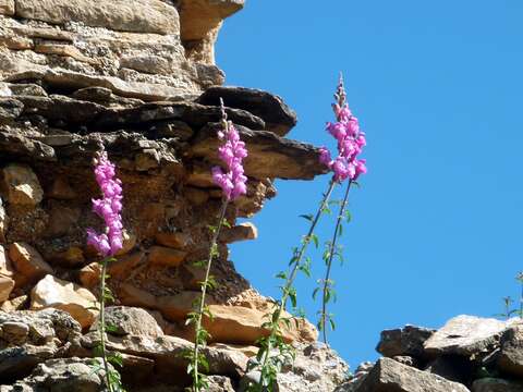 Plancia ëd Antirrhinum majus L.