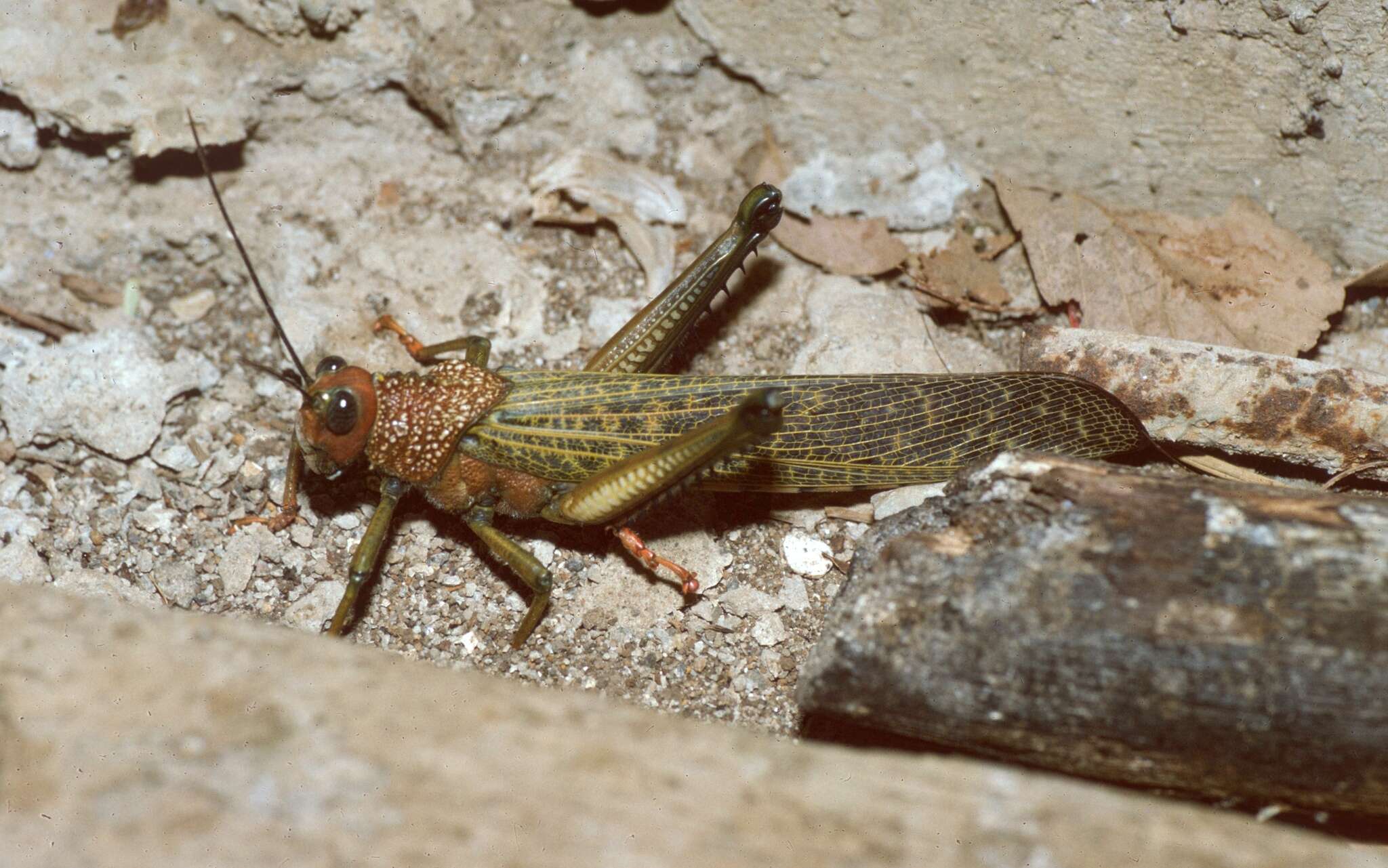 Image of Tropidacris cristata (Linnaeus 1758)