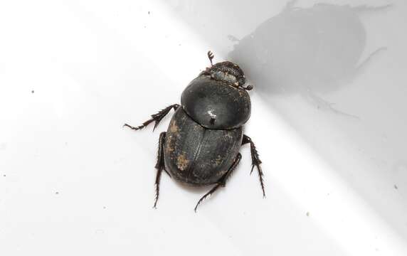 Imagem de Euonthophagus gibbosus (Scriba 1790)